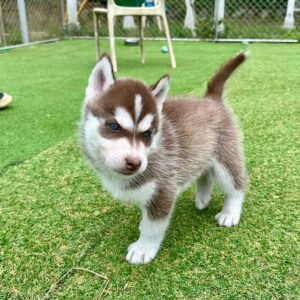 570370343_18288923233277294_625076727466565664_n.