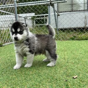 570998181_18288909055277294_3616317189811506522_n.