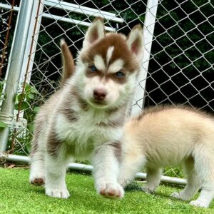 571119634_18288923197277294_4352479203707800518_n.