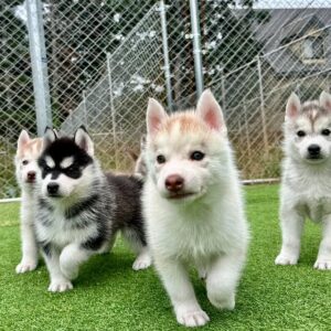 572253406_18288923245277294_3820362242933053602_n.