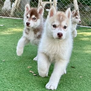 574354064_18291136357277294_8662167200778609797_n.