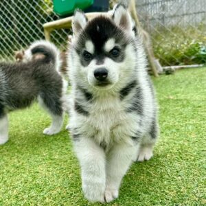 580484511_18291468973277294_5855485165890699457_n.