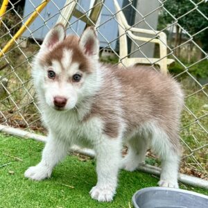 581229042_18291555709277294_762247899905328810_n.